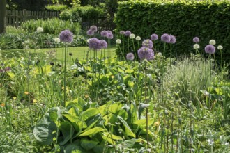 Perennial bed with alliums, district educational garden, Burgsteinfurt, Münsterland, North