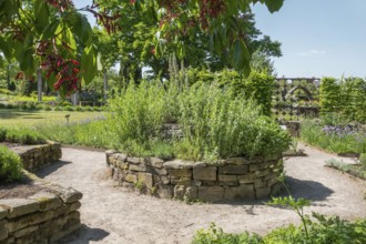 Herb garden and flowers of the Aesculus pavia, Aesculus pavia, district educational garden,