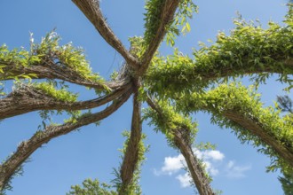 Roof of a willow dome, district educational garden, Burgsteinfurt, Steinfurt, Münsterland, North