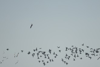 Eurasian wigeon duck (Mareca penelope) adult birds in flight in a flock with a Marsh harrirer