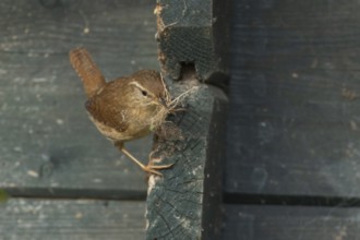 Eurasian wren (Troglodytes troglodytes) adult bird with nesting material in its beak on a garden