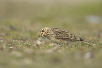 Eurasian skylark (Alauda arvensis) adult bird feeding in grassland, England, United Kingdom