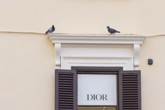 Feral pigeon (Columba livia domestica) two adult birds on an urban city building, Rome, Italy