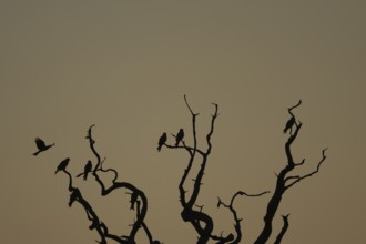 Red kite (Milvus milvus) silhouette of an adult birds on a tree at sunset, England, United Kingdom