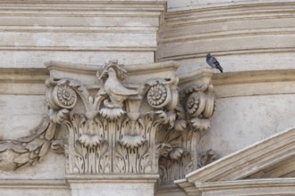 Feral pigeon (Columba livia domestica) adult bird on an urban city building, Rome, Italy