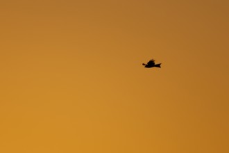 Red kite (Milvus milvus) silhouette of an adult bird in flight at sunset, England, United Kingdom
