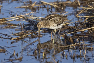 Common snipe (Gallinago gallinago) adult bird feeding in shallow water of a reedbed, England,