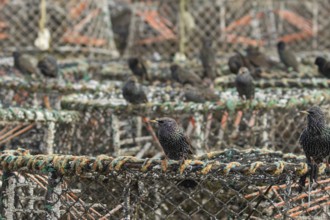 European starling (Sturnus vulgaris) adult birds on lobster pots in a harbour, England, United
