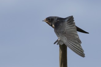 Barn swallow (Hirundo rustica) juvenile young baby bird stretching its wing on a tree branch,