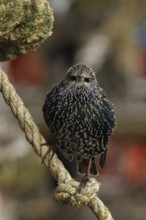 European starling (Sturnus vulgaris) adult bird on a rope, England, United Kingdom