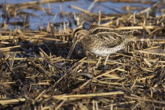 Common snipe (Gallinago gallinago) adult bird feeding in a reedbed, England, United Kingdom