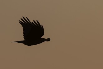 Carrion crow (Corvus corone) silhouette of an adult bird in flight at sunset, England, United