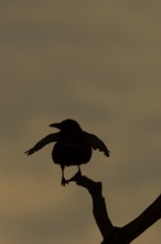 Carrion crow (Corvus corone) silhouette of an adult bird on a tree branch at sunset, England,
