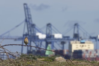 Northern wheatear (Oenanthe oenanthe) adult bird on a bramble branch with urban cranes in the