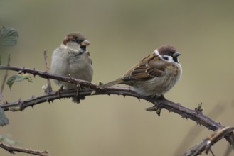 Tree sparrow (Passer montanus) and House sparrow (Passer domesticus) adult birds on a bramble bush