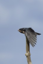 Barn swallow (Hirundo rustica) juvenile young baby bird stretching its wing on a tree branch,