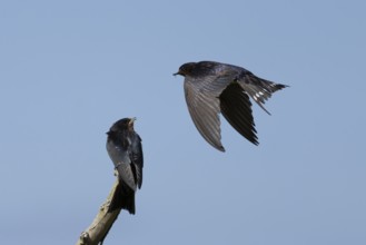 Barn swallow (Hirundo rustica) adult bird in flight with a young baby calling for food, England,