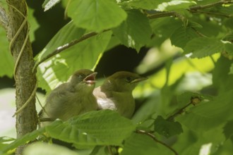 Blackcap (Sylvia atricapilla) two juvenile baby birds on a tree branch, England, United Kingdom