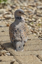 Turtle dove (Streptopelia turtur) adult bird on a garden path, England, United Kingdom