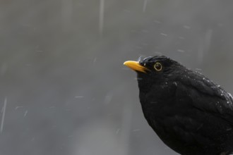 Eurasian blackbird (Turdus merula) adult bird in a rain storm, England, United Kingdom