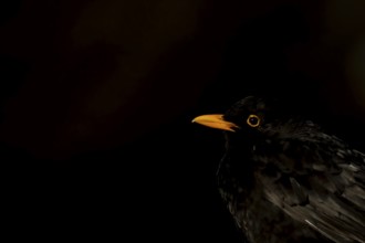Eurasian blackbird (Turdus merula) adult bird head portrait, England, United Kingdom