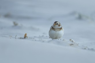 Snow bunting (Plectrophenax nivalis) adult bird feeding on a sandy beach in winter, England, United