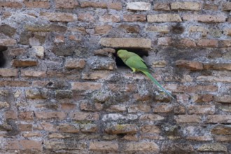 Ring-necked parakeet (Psittacula krameri) adult bird next to a hole in an ancient wall in the city,