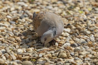 Turtle dove (Streptopelia turtur) adult bird on a garden shingle path, England, United Kingdom