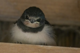 Barn swallow (Hirundo rustica) juvenile young baby bird on a wooden beam, England, United Kingdom