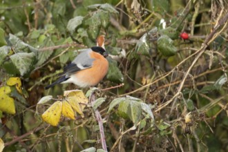 Eurasian bullfinch (Pyrrhula pyrrhula) adult male bird feeding in a hedgerow in winter, England,