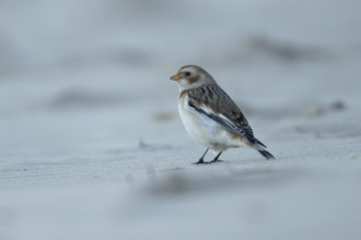 Snow bunting (Plectrophenax nivalis) adult bird on a sandy beach in winter, England, United Kingdom