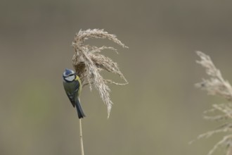 Blue tit (Cyanistes Caeruleus) adult bird feeding on a Common reed seedhead, England, United