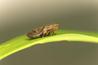 Alder foam cicada (Aphrophora alni), Valais, Switzerland
