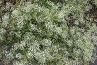 Sickle carrot (Falcaria vulgaris), Bavaria, Germany