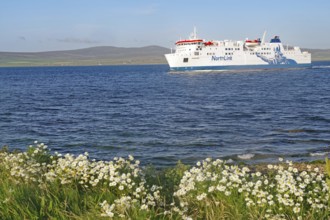 Ferry sailing past blooming flowers on a long blue sea, North Link Ferry, Mainland, Orkney Islands,