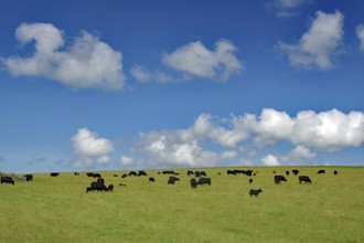 Black cows on a green meadow under a blue sky with white clouds, Mainland, Orkney Islands,
