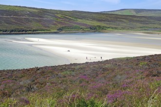 Empty sandy beach with gentle dunes and flowering heather under a clear sky, Mainland, Orkney