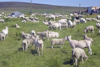 Large flock of sheep in a green pasture surrounded by a rural atmosphere, Mainland, Orkney Islands,