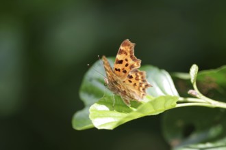C-moth (Polygonia c-album), leaf, orange, wing, Germany, The C-moth has opened its orange wings
