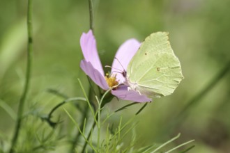 Lemon butterfly (Gonepteryx rhamni), colourful, nectar, summer, The lemon butterfly sucks nectar