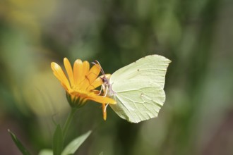 Lemon butterfly (Gonepteryx rhamni), marigold, nectar, The lemon butterfly sits on a marigold and