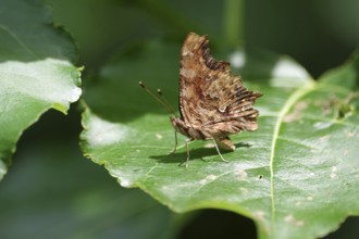 C-moth (Polygonia c-album), leaf, underside of wing, Germany, Lateral view of a C-moth with closed