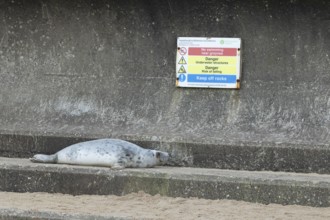 Grey seal (Halichoerus grypus) adult animal resting on a concrete sea defence looking at a warning