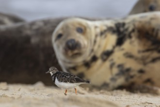 Grey seal (Halichoerus grypus) adult animal on a beach watching a Turnstone bird, Norfolk, England,