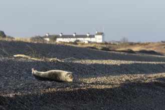 Grey seal (Halichoerus grypus) adult animal resting on a beach with cottages in the background,