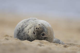 Grey seal (Halichoerus grypus) adult animal resting on a beach, Norfolk, England, United Kingdom
