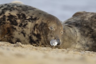 Grey seal (Halichoerus grypus) adult animal sleeping on a beach as a Sanderling wading bird feeds