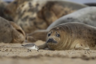 Grey seal (Halichoerus grypus) adult animal on a beach watching a Sanderling wading bird feeding,