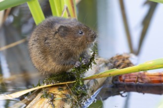 Water vole (Arvicola amphibius) adult animal feeding on pond weed in a lake, England, United