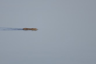 Brown rat (Rattus norvegicus) adult animal swimming on the water surface of a lake, England, United